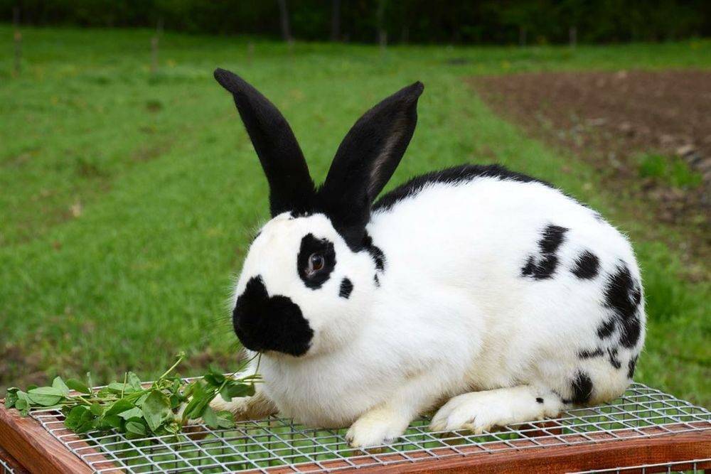 Кролики выгодной породы под названием бабочка: содержание, разведение, фото