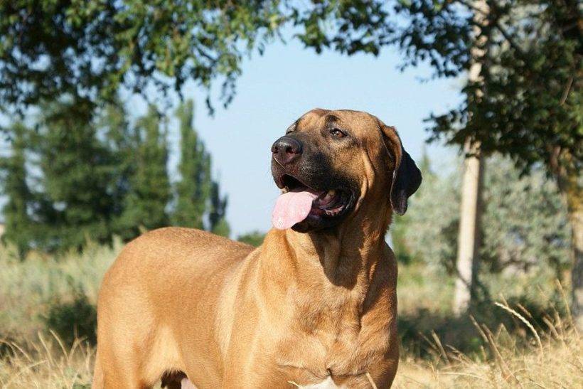Японский тоса ину: описание породы бойцовской собаки, отзывы владельцев | medeponim.ru