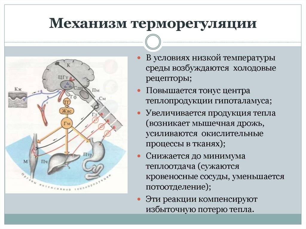 Схема терморегуляции человека