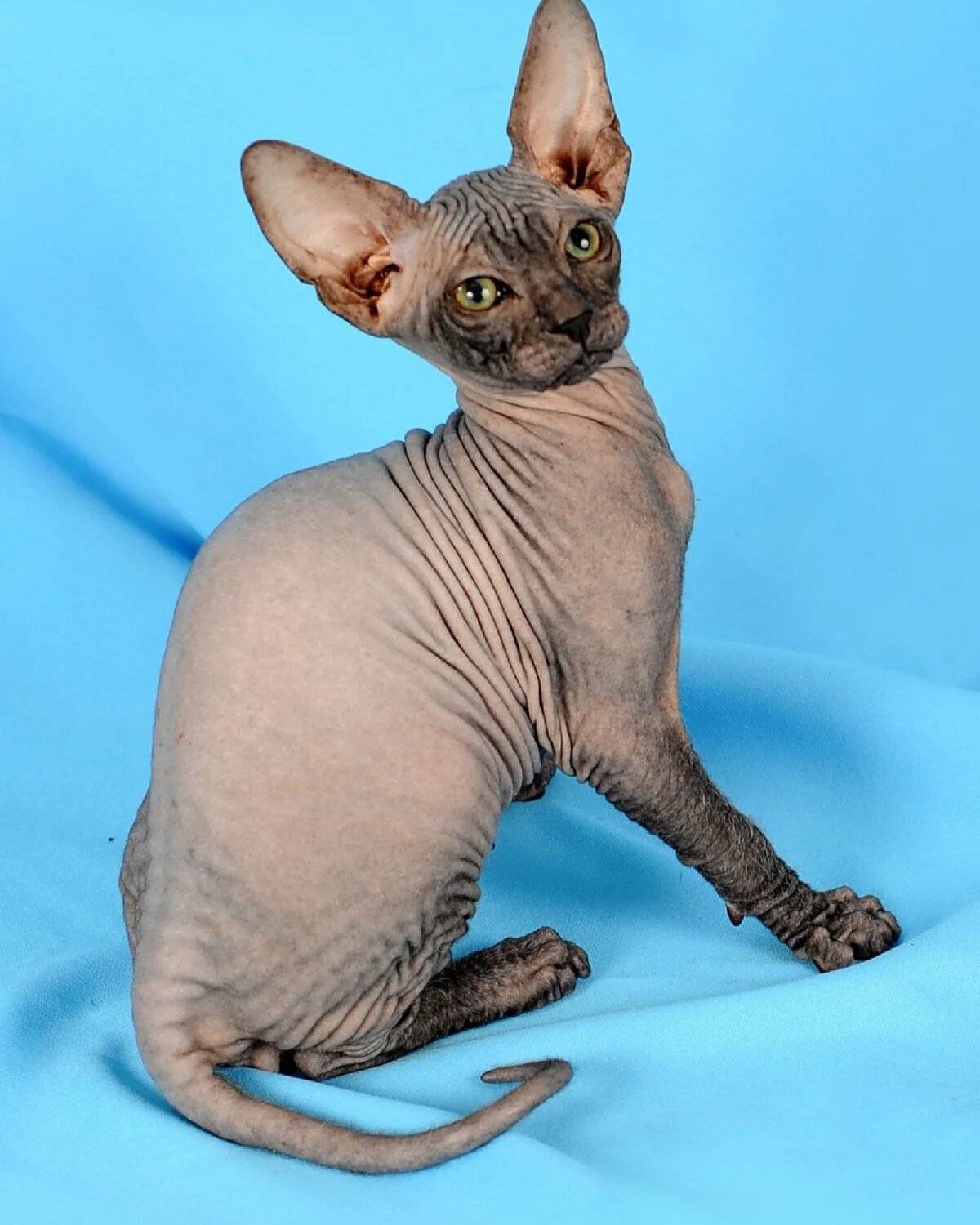Эльф: порода кошек из группы сфинксов, описание котов, фото лысых котят с ушами разных окрасов