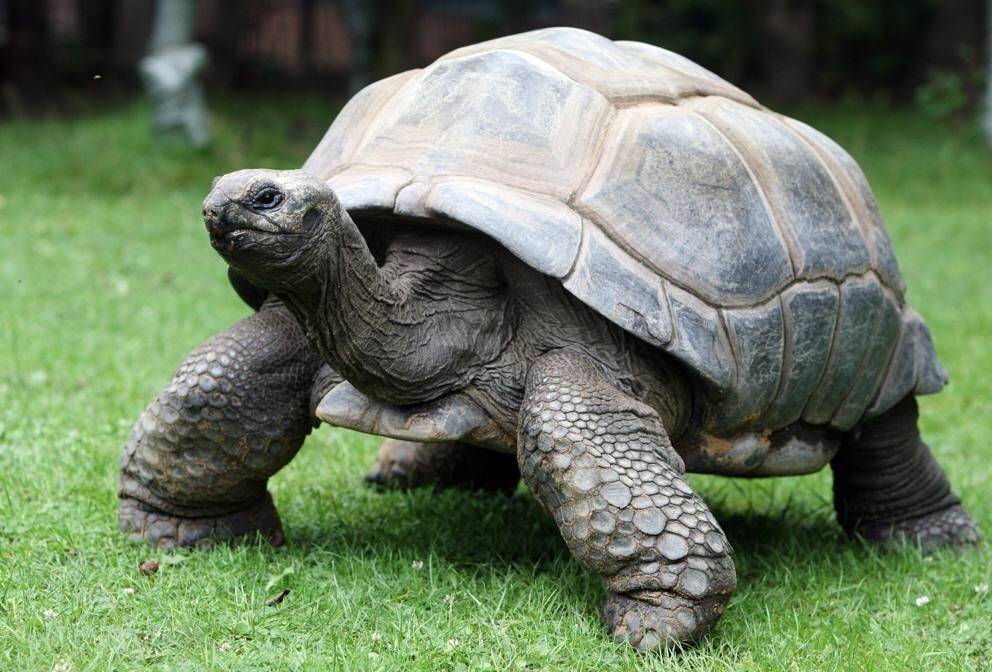 Харриет (черепаха) - harriet (tortoise) - xcv.wiki