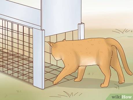 Как поймать кота или кошку на улице и как приучить котенка к новому месту жительства