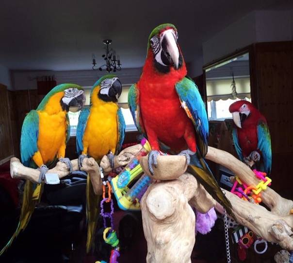 [новое исследование] сколько стоит попугай, цены на разные виды говорящих попугаев в зоомагазинах, на рынке и с рук