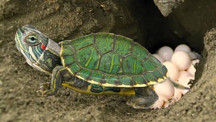 Размножение черепах: потомство в неволе | домашние животные