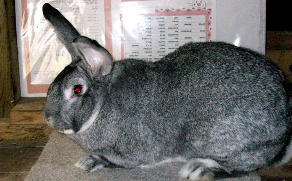 Кролик серый великан - описание породы - люблю хомяков