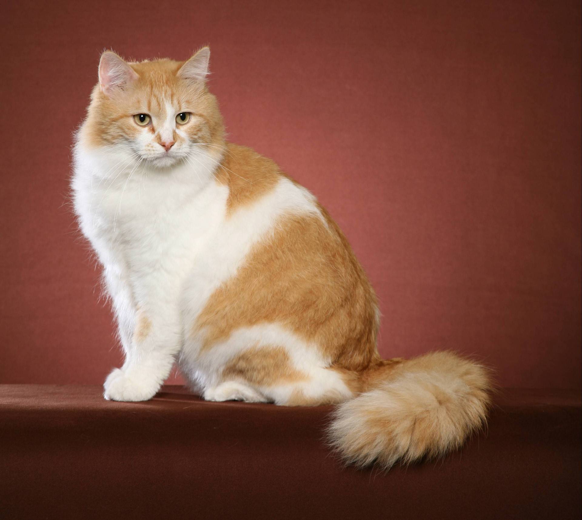 Пушистые породы кошек: весь список официально признанных питомцев (+ фото)