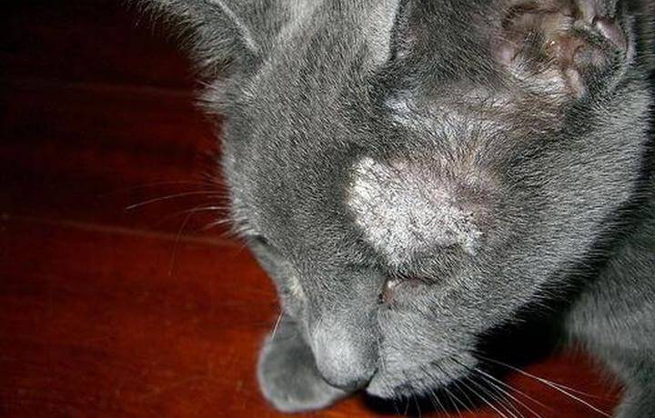 Лишай у кошек – важная информация, признаки, фото, лечение