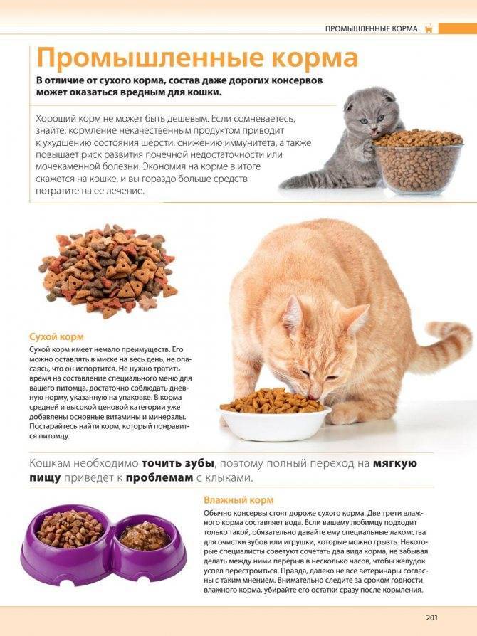 Каким должен быть рацион питания стерилизованной кошки