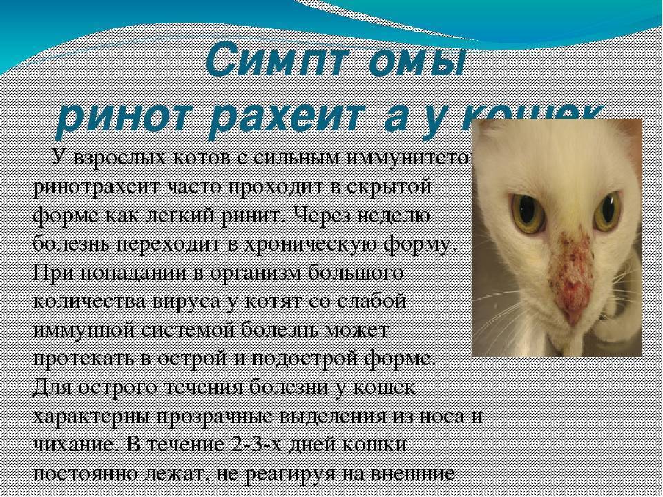 Инфекционный ринотрахеит у кошек, симптомы, лечение в россии