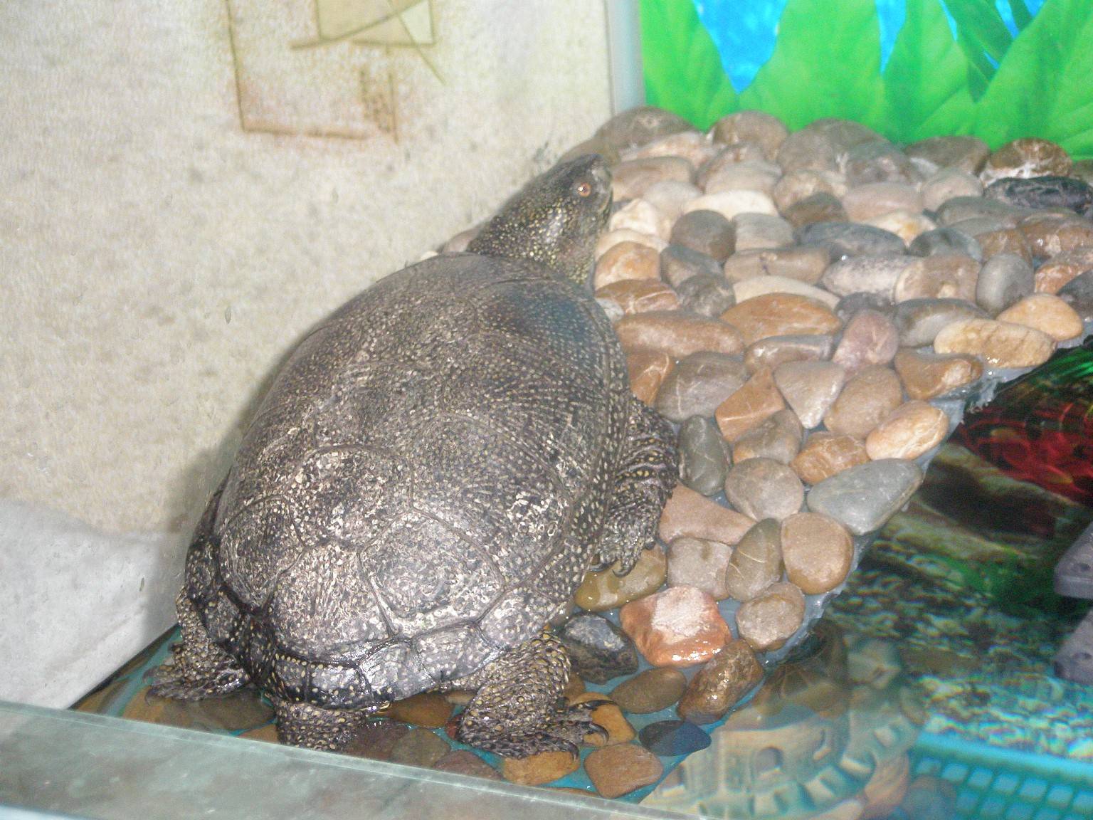 Европейская болотная черепаха: фото, описание, содержание, разведение, питание
европейская болотная черепаха: фото, описание, содержание, разведение, питание