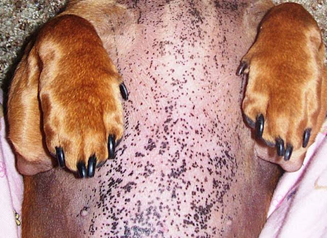 Черный акантоз у собак: симптомы и лечение | все о собаках