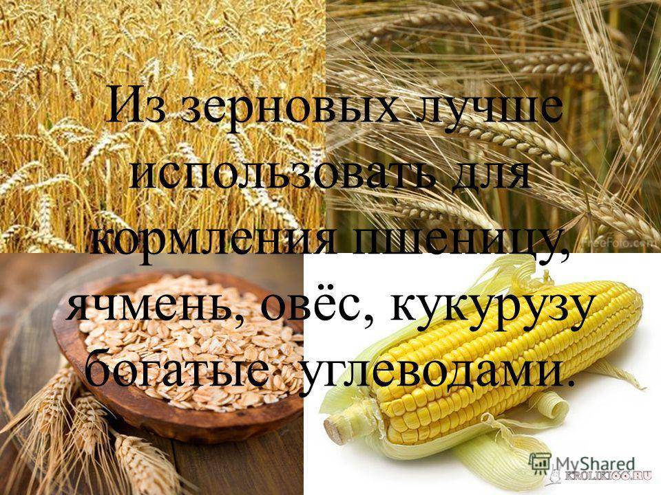 ᐉ каким зерном лучше кормить кроликов? - zooon.ru