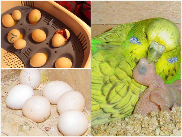 Сколько высиживают яйца волнистые попугаи, какое количество самка откладывает, как выглядит оплодотворенное яйцо - фото, когда вылупляются птенцы