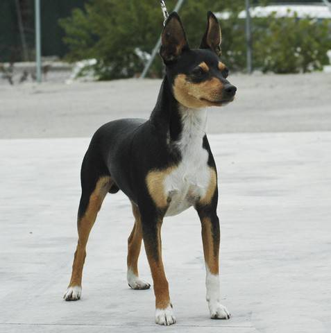 Сиба-ину (шиба-ину): все о собаке, характеристика и описание породы, фото и видео