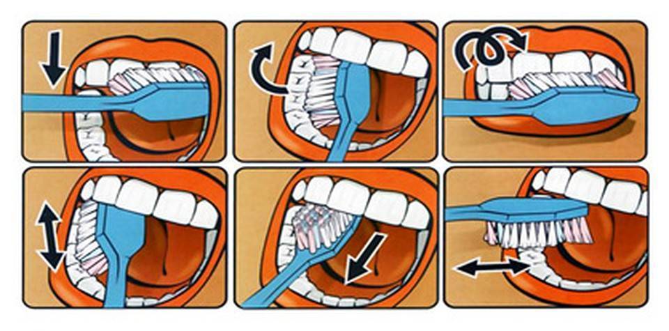Как ухаживать за зубами питомца
