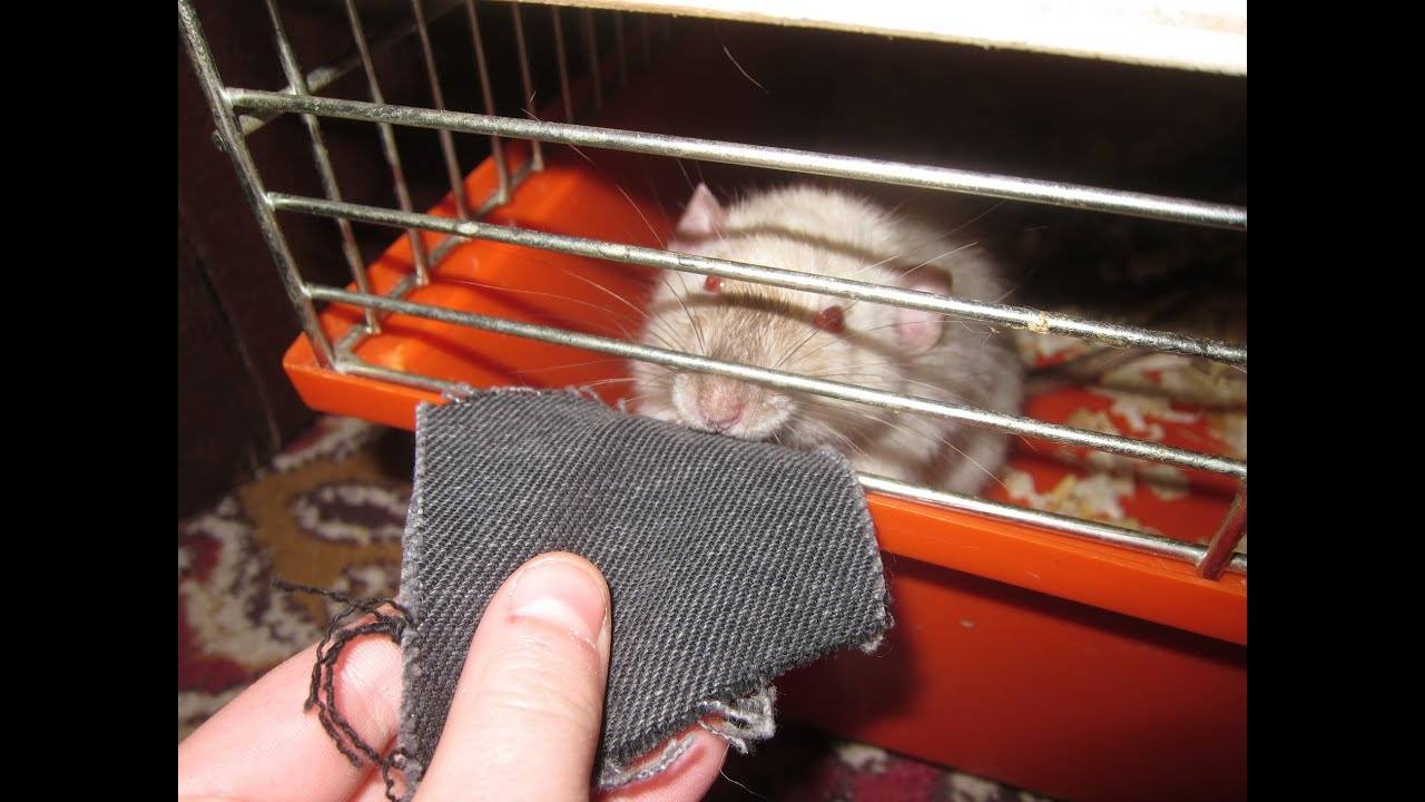 Как самостоятельно и безопасно приручить домашнюю крысу к рукам