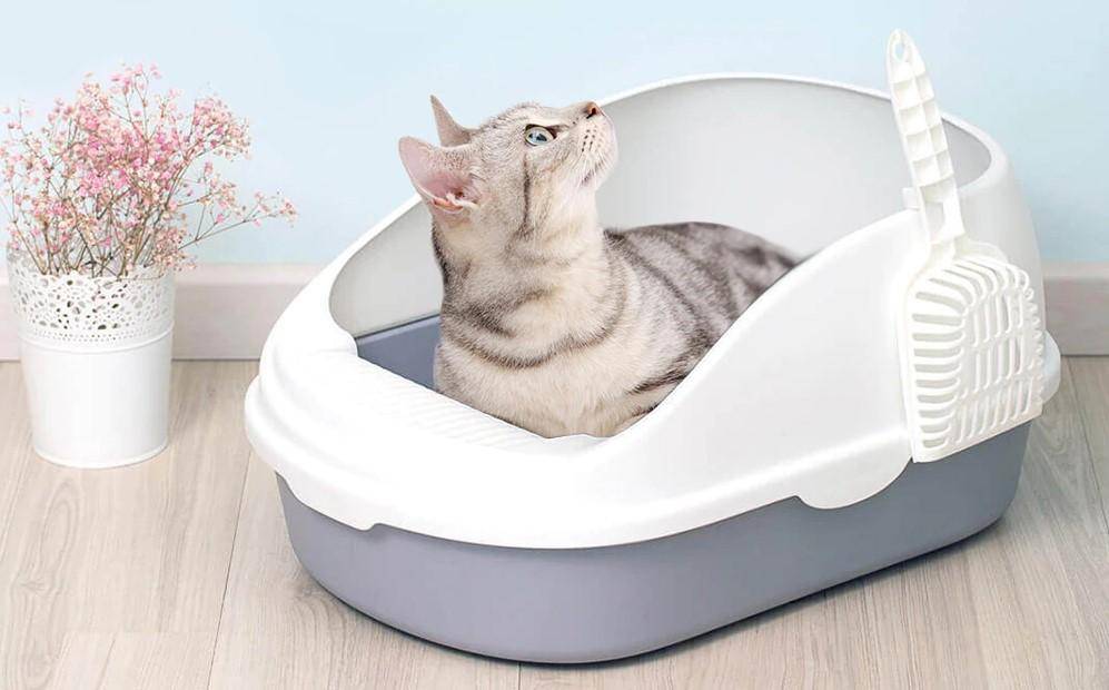 Как выбрать наполнитель для кошачьего туалета: все виды, плюсы и минусы каждого вида