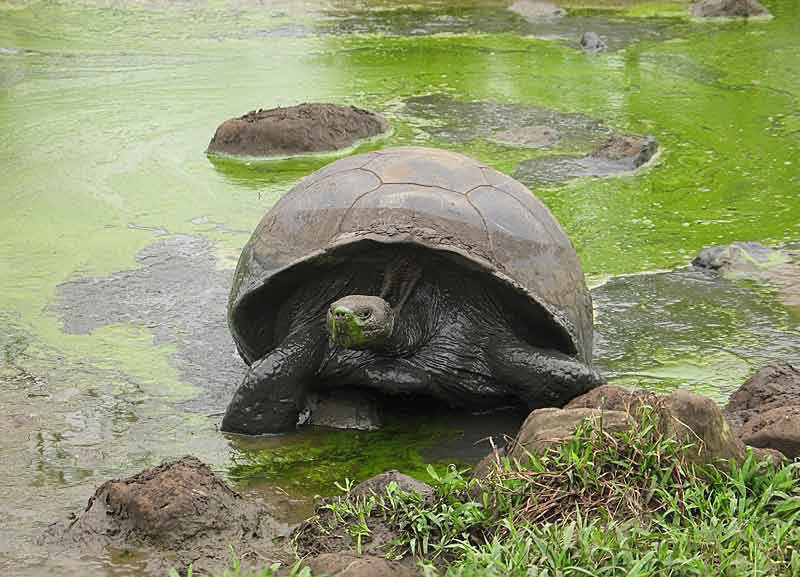 Черепаха дарвина — гариетта