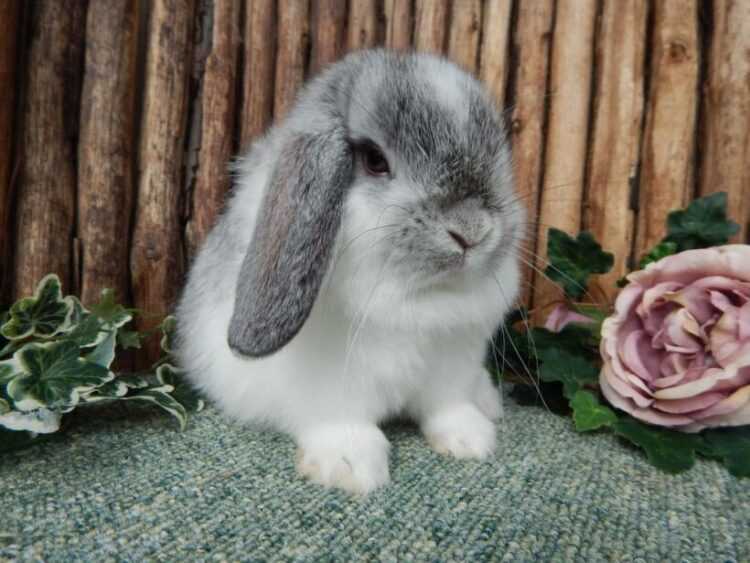 Декоративные кролики: породы, уход и описание