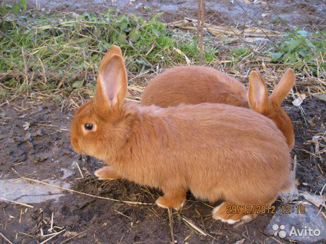 Породы кроликов: фото и названия