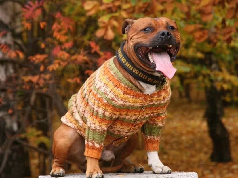 Собаки в вязаной одежде