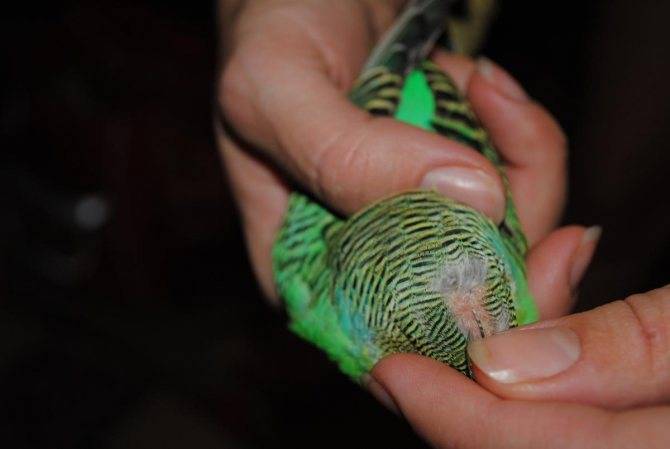 Почему у волнистого попугая выпадают перья и что нужно при этом делать
