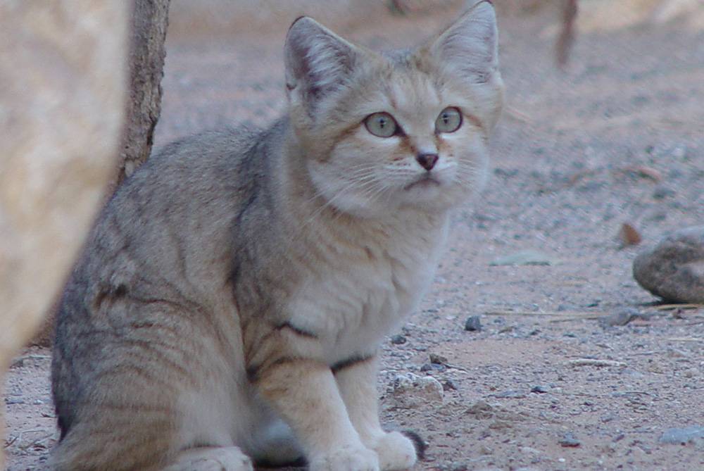 Барханный кот (fеlis mаrgаritа)