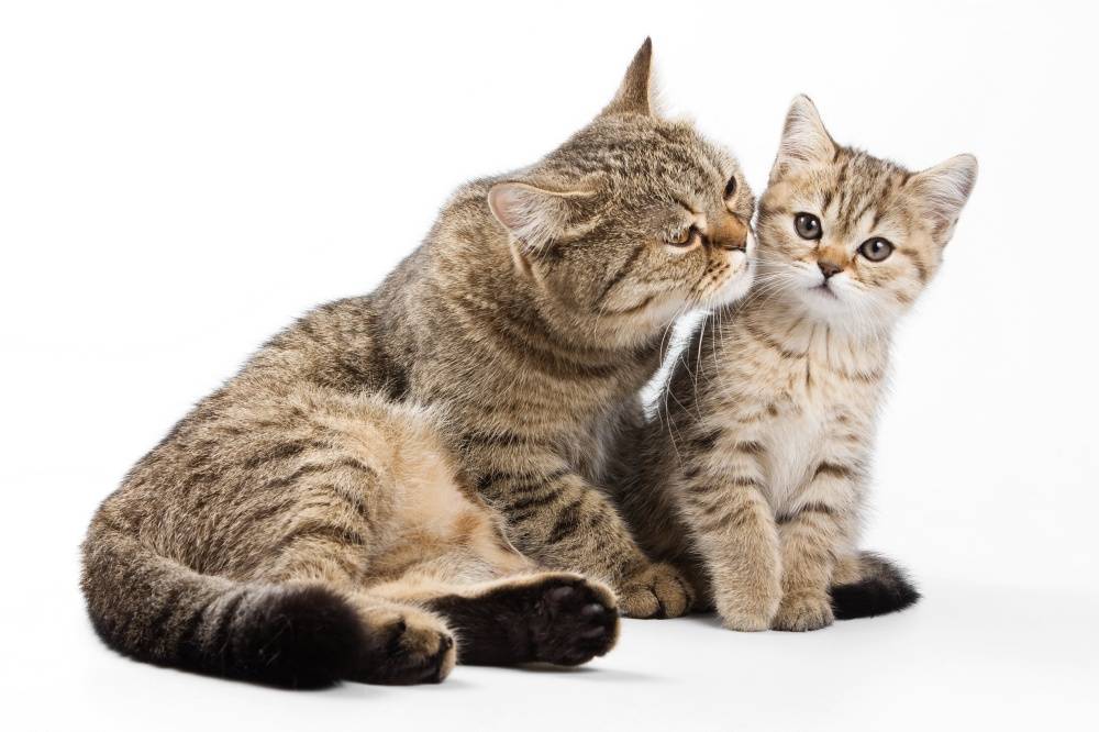 Дружба кошки и котёнка: примеры разных возрастов, примирение к чужому.