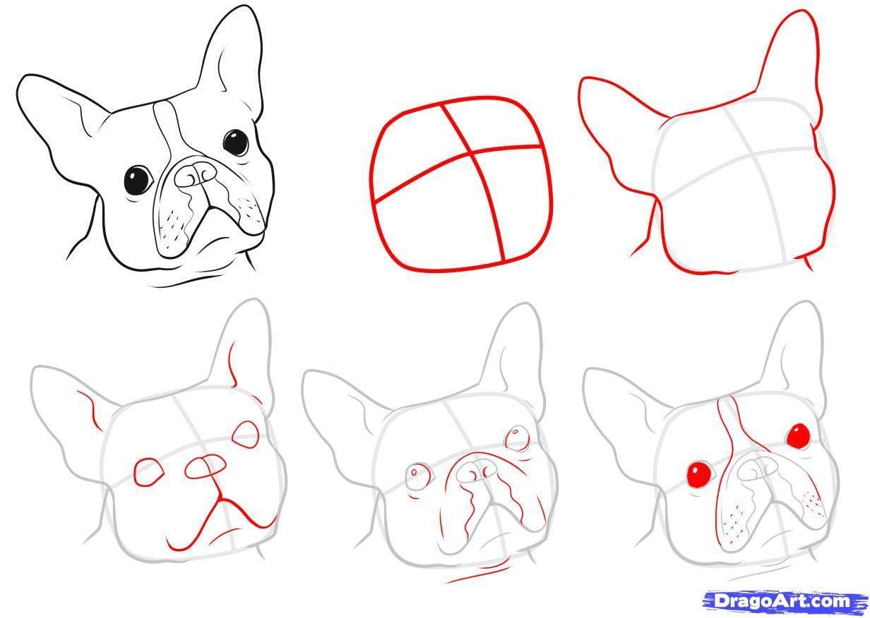 Как нарисовать собаку поэтапно начинающим, ребенку. как нарисовать собаку из мультфильмов, собаку-игрушку. * vsetemi.ru
