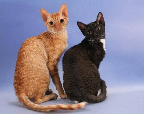 Порода кошки уральский рекс: характеристики, фото, характер, правила ухода и содержания - petstory