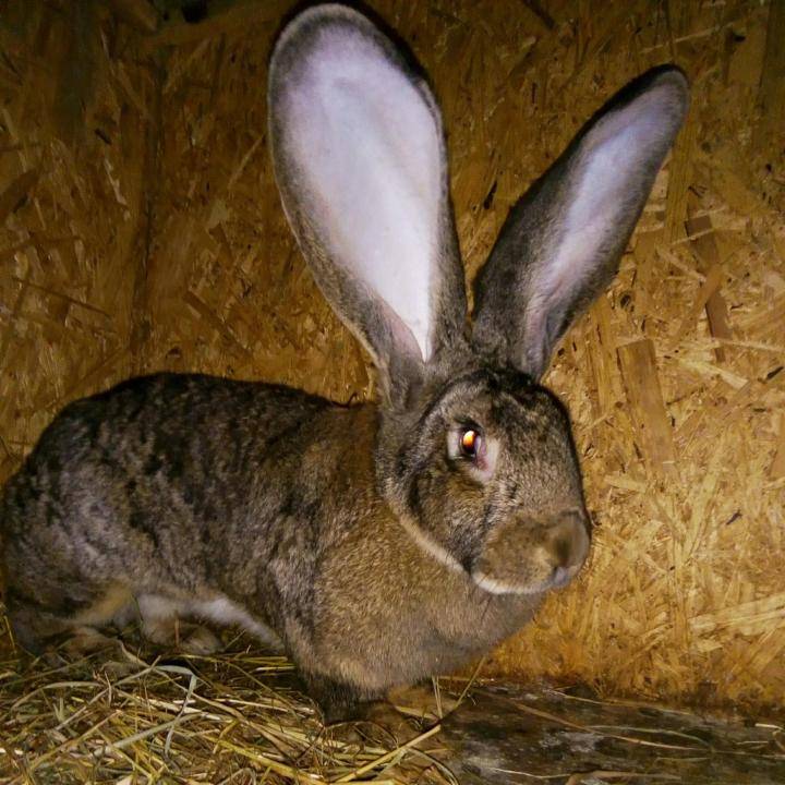 Обзор породы кроликов ризен, их содержание и разведение в домашних условиях
обзор породы кроликов ризен, их содержание и разведение в домашних условиях