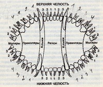 Строение зубов у собак йорка схема