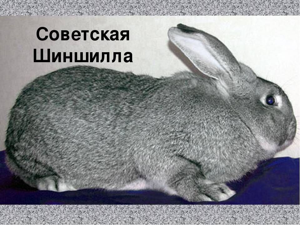 Кролики шиншилла (31 фото): описание советской породы, особенности разведения шиншилловых кроликов