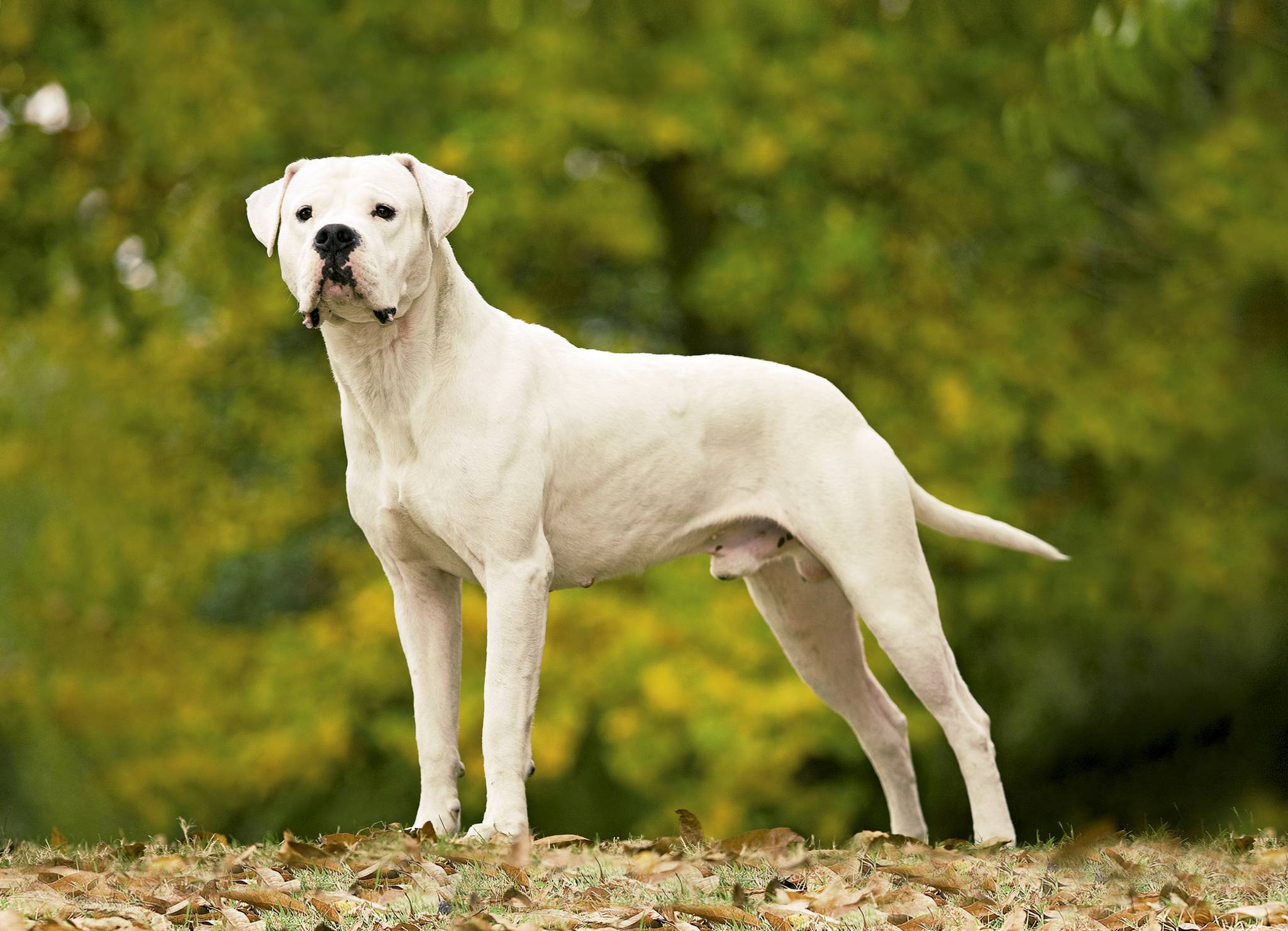 Собака аргентинский дог (13 фото): плюсы и минусы, характеристика породы, описание, характер