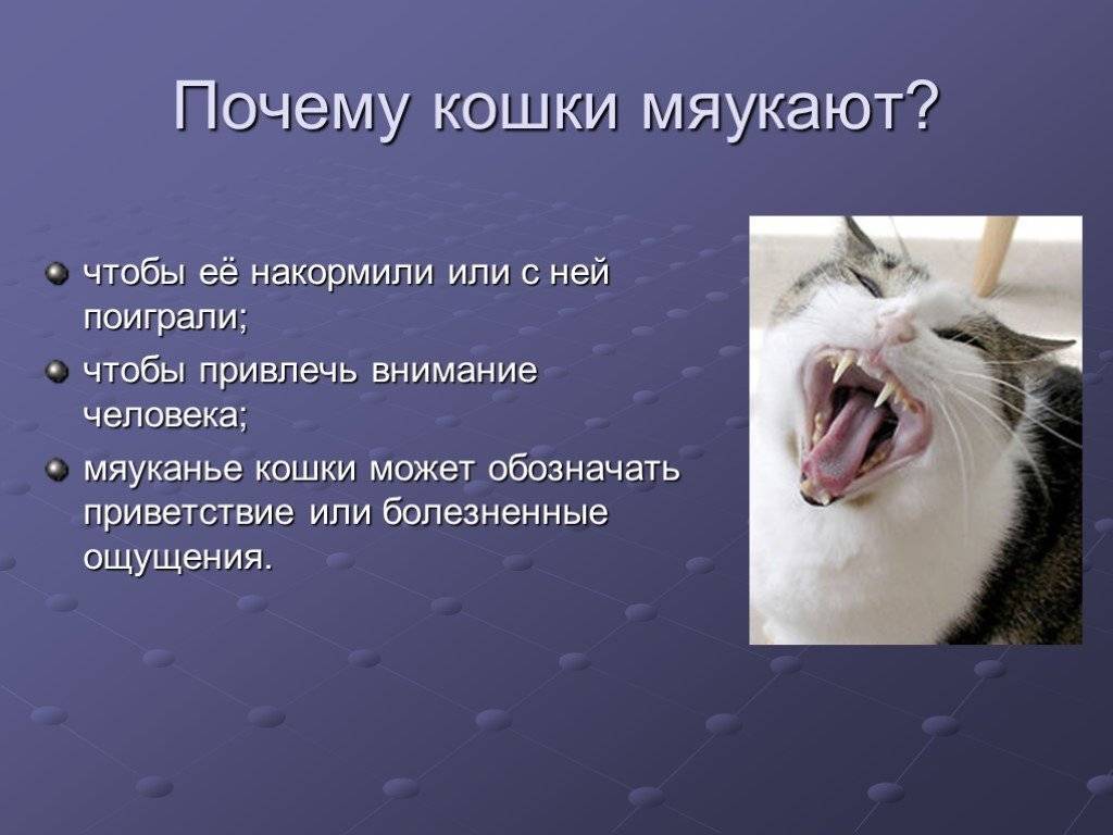 Кот чешет уши: почему, что делать, если мотает головой, они красные, причины, если внутри, чем лечить в домашних условиях