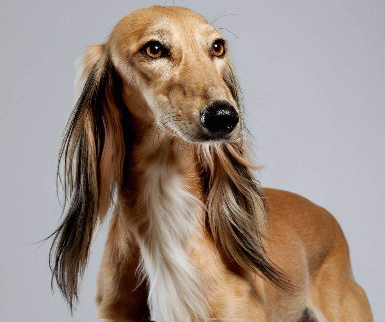 Салюки: фото собак, описание породы с историей возникновения, её характер, окрасы, стандарты роста и веса. как выглядят щенки и сколько они стоят?