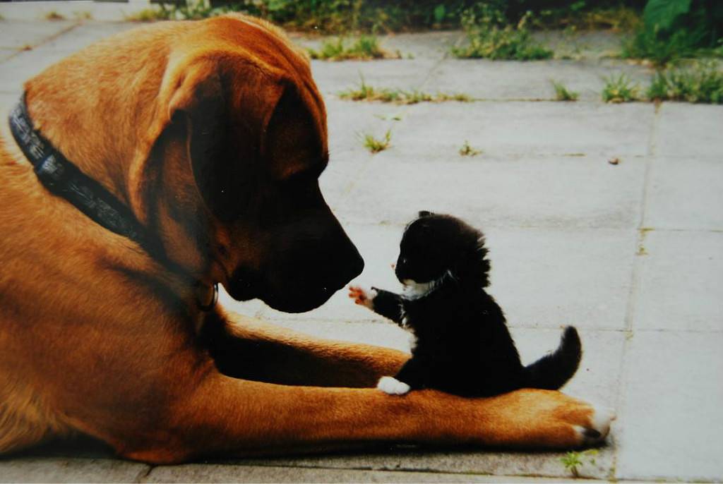 Как собака стала лучшим другом человека: историческая справка, особенности дружбы человека и собаки