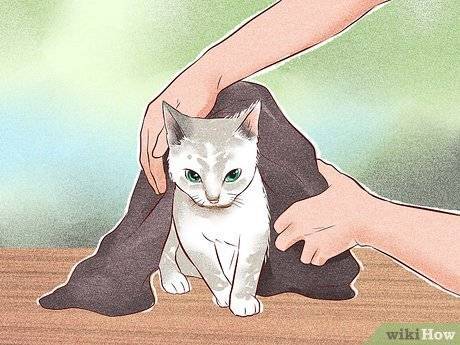 Как приручить котёнка к рукам: советы специалистов