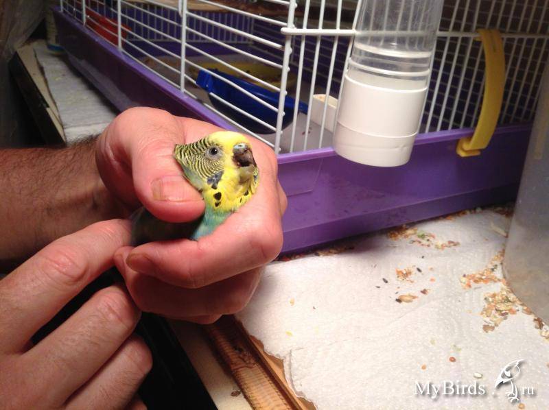 Можно ли попугаям хлеб – с чем и как его давать