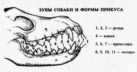 Расположение зубов у собак схема