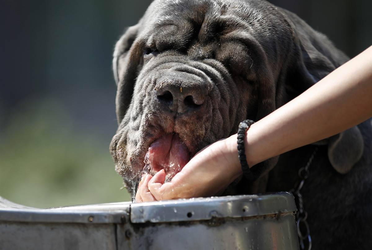 Собака пьет очень много воды и мочится: причина. сколько воды должна пить собака в день в норме?
