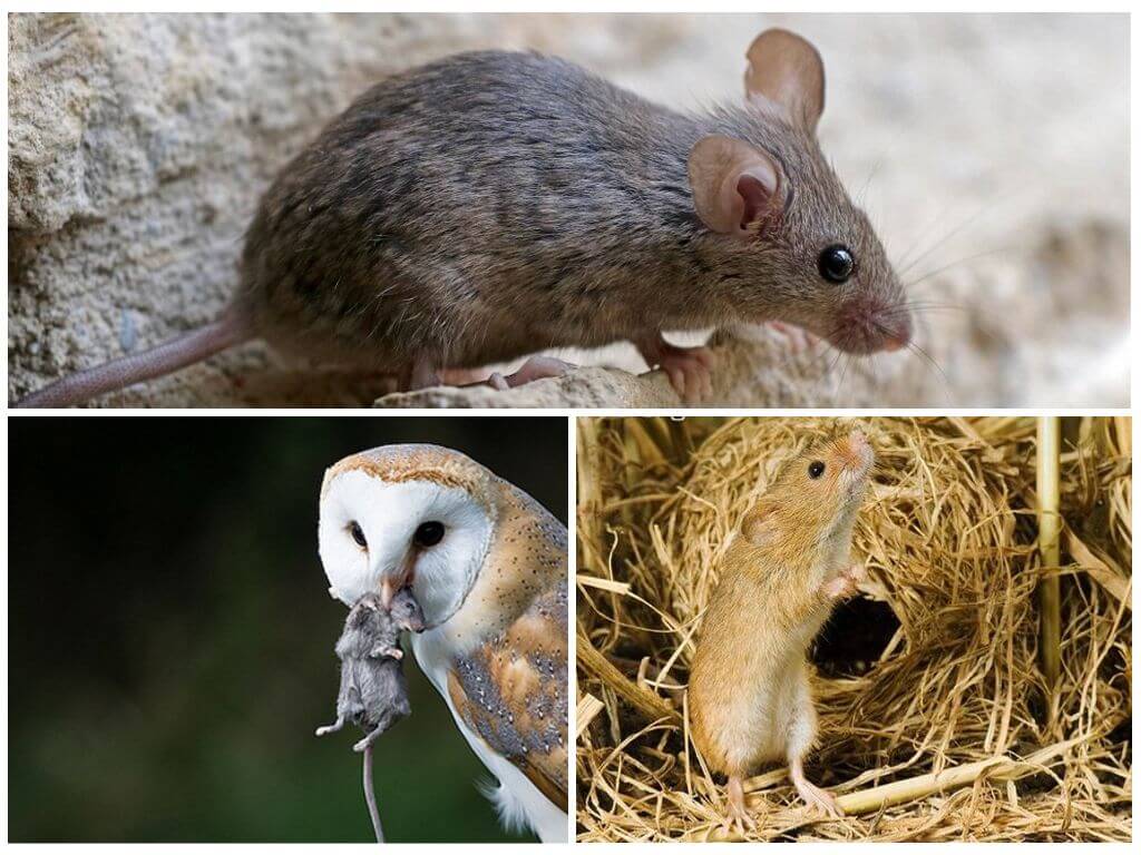 О живут мыши;продолжительность жизни мышей