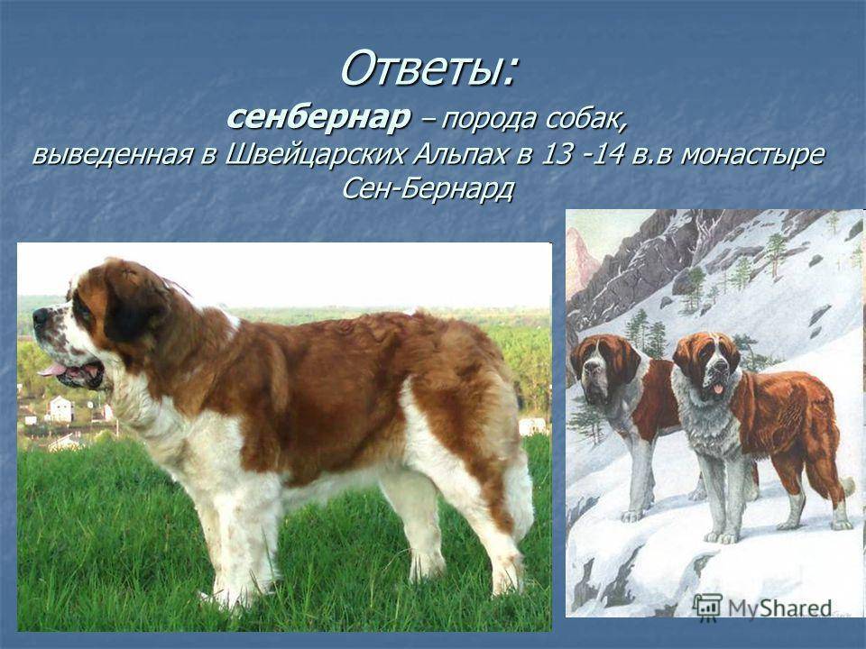 Служебные породы собак, выведенные в россии. русский чёрный терьер (собака сталина)