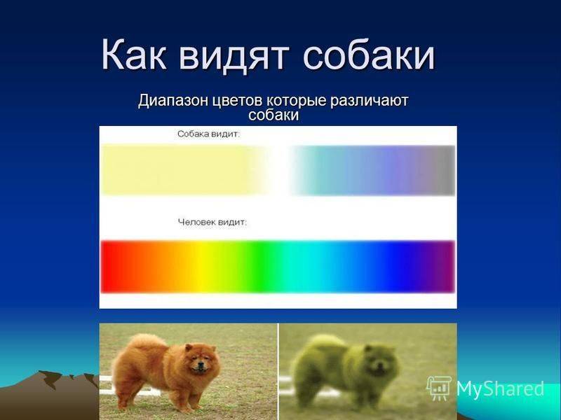 ᐉ как видят собаки? - ➡ motildazoo.ru