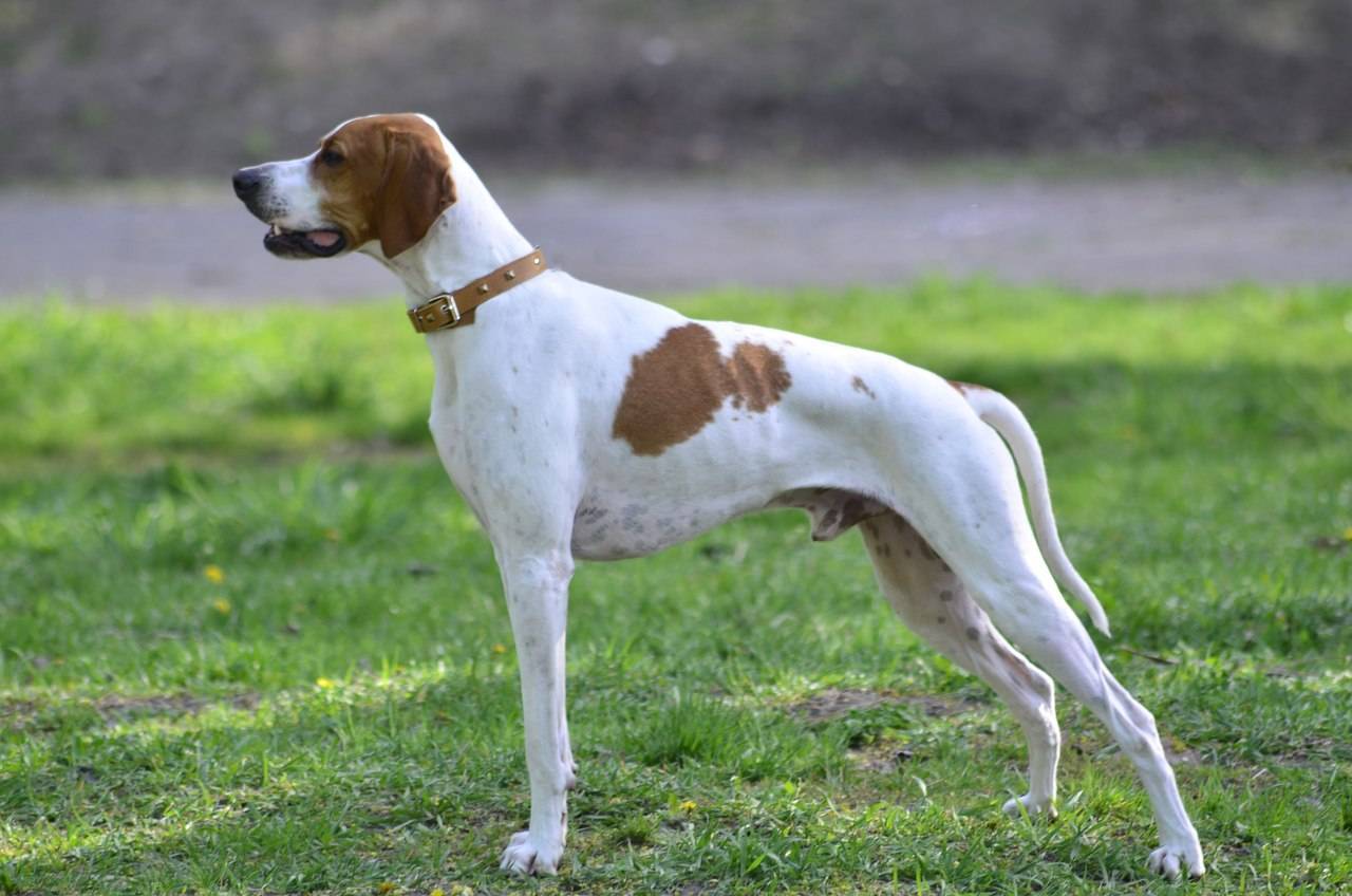 Английский пойнтер – фото собаки, описание характера пойнтера и характеристика породы