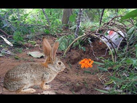Как поймать кролика: домашнего, дикого, в огороде