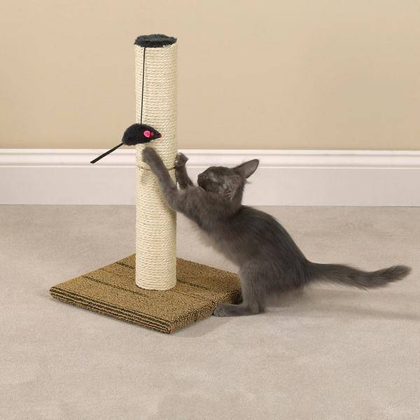 Как отучить кота, кошку драть мебель и обои в квартире: 4 способа