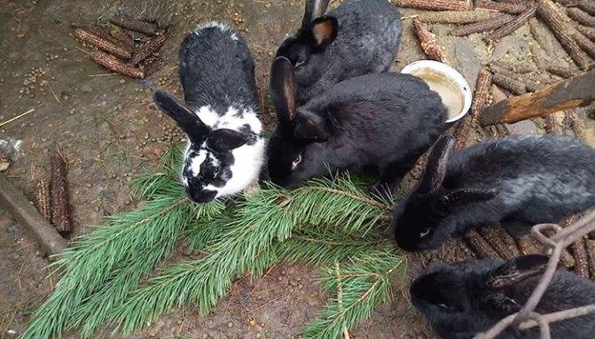 Какие ветки давать кроликам можно и какие нельзя — списки с фото