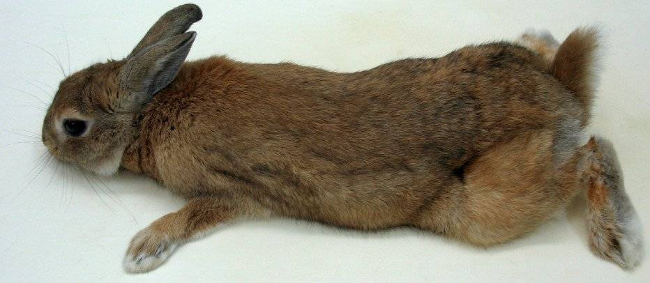 У кролика отказали задние лапы — что делать, причины паралича