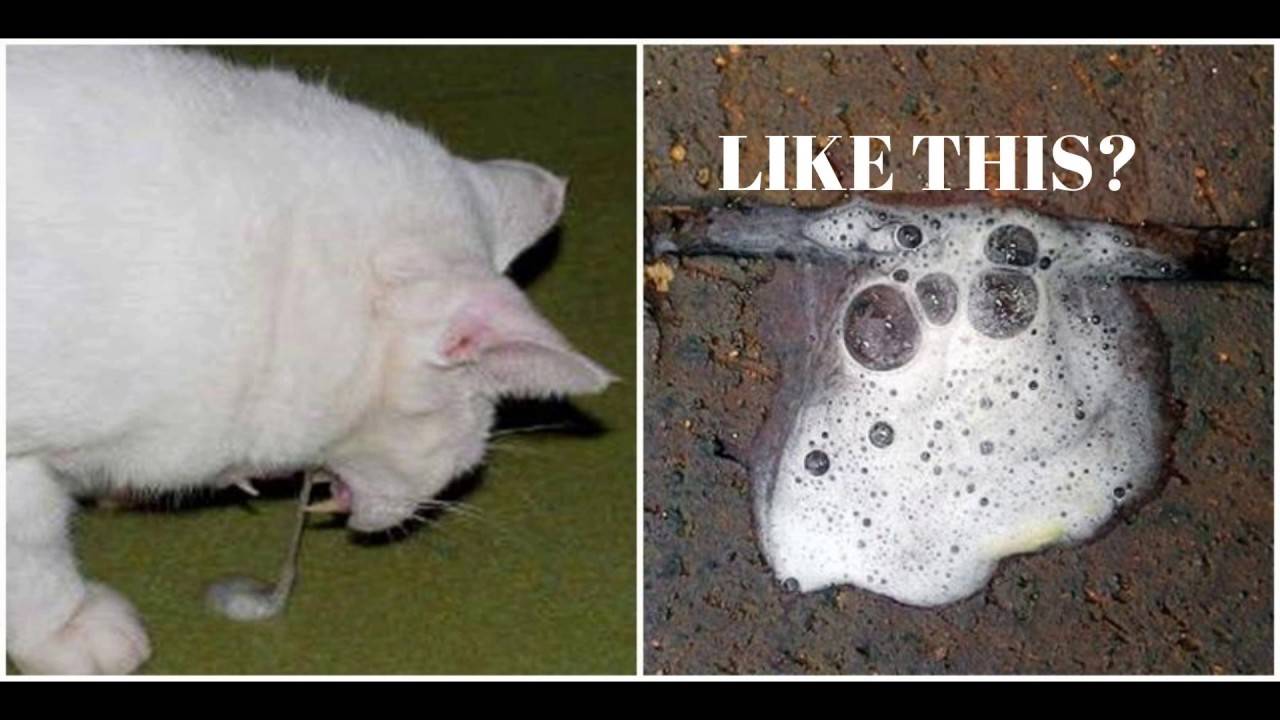 Кошка слизала капли от блох – что делать? | апиценна